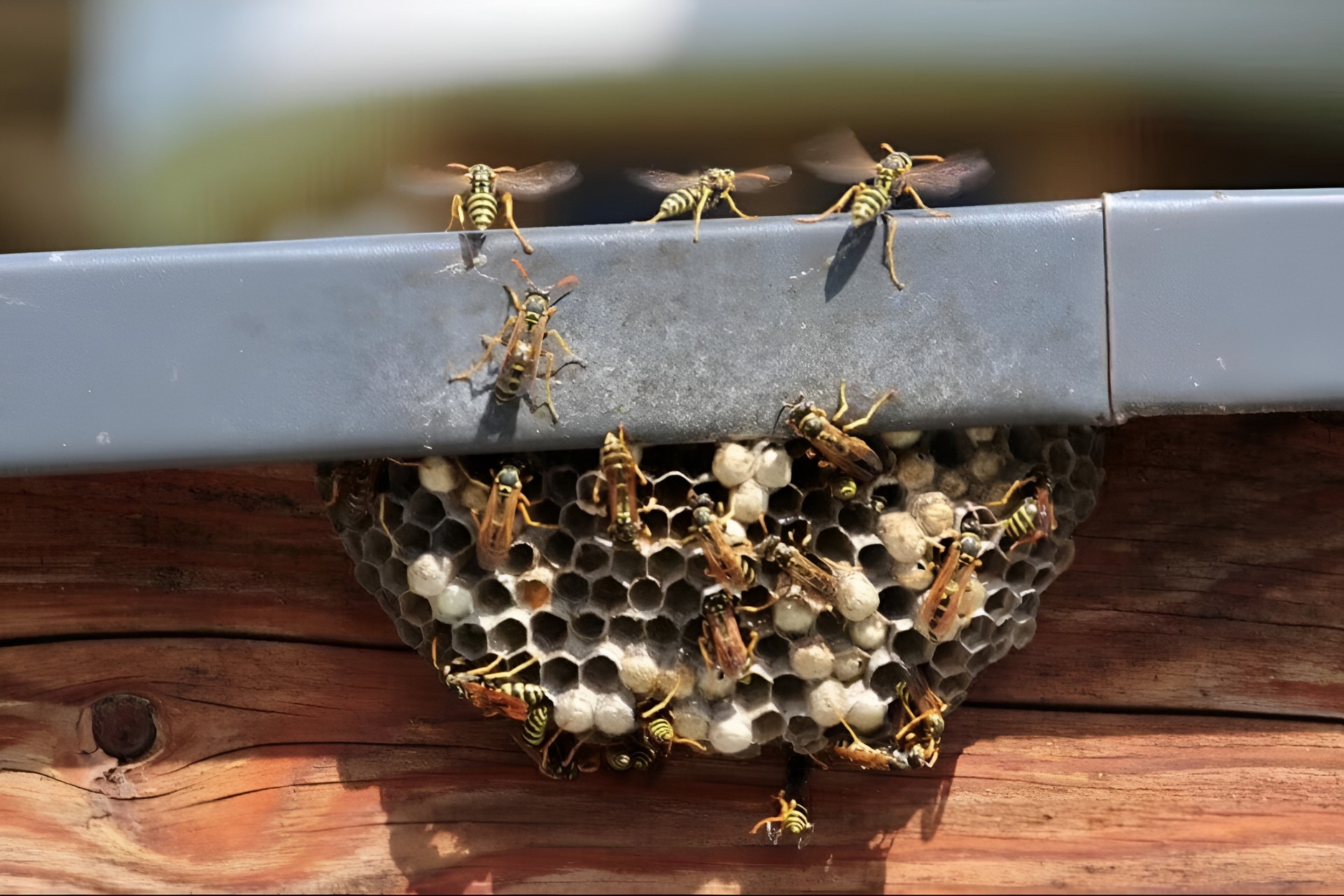 Destruction de nid de guêpes et frelons, dération et désinsectisation Millas Anti-nuisibles Destruction de nid de guêpes et frelons, dération et désinsectisation Millas Anti-nuisibles